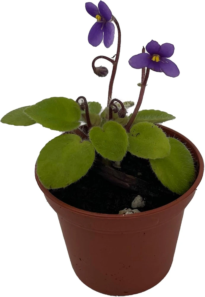 Pixie Blue Micro Miniature African Violet Live Plant – 2.5" Pot – Blue-Purple Blooms – Indoor - Image 1