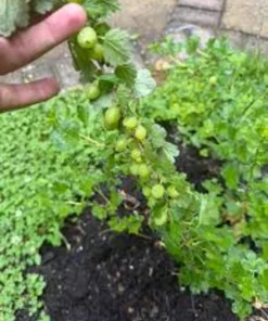 Pixwell Gooseberry Live Plant - 2 Starter Plants Ribes Uva-Crispa Bush Sweet Purple Berry - Image 3
