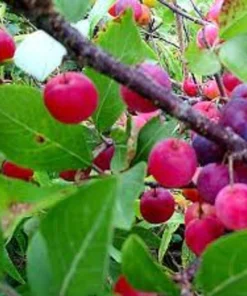 Pixwell Gooseberry Live Plant - 2 Starter Plants Ribes Uva-Crispa Bush Sweet Purple Berry - Image 4