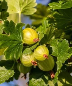 Pixwell Gooseberry Live Plant - 2 Starter Plants Ribes Uva-Crispa Bush Sweet Purple Berry - Image 5