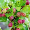 Pixwell Gooseberry Live Plant - 2 Starter Plants Ribes Uva-Crispa Bush Sweet Purple Berry - Image 1