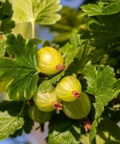 Pixwell Gooseberry Starter Plant - Ribes Uva-Crispa Live Fruit Bush - 4-8in Tall - Image 5