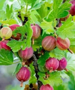 Pixwell Gooseberry Starter Plant - Ribes Uva-Crispa Live Fruit Bush - 4-8in Tall - Image 1
