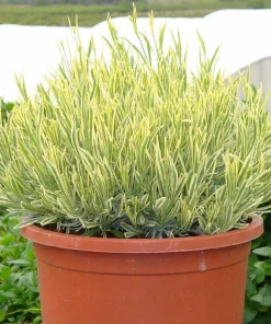 Platinum Blonde Lavender Herb Live Plant – Quart Pot – Perennial – Indoors/Out - Image 2