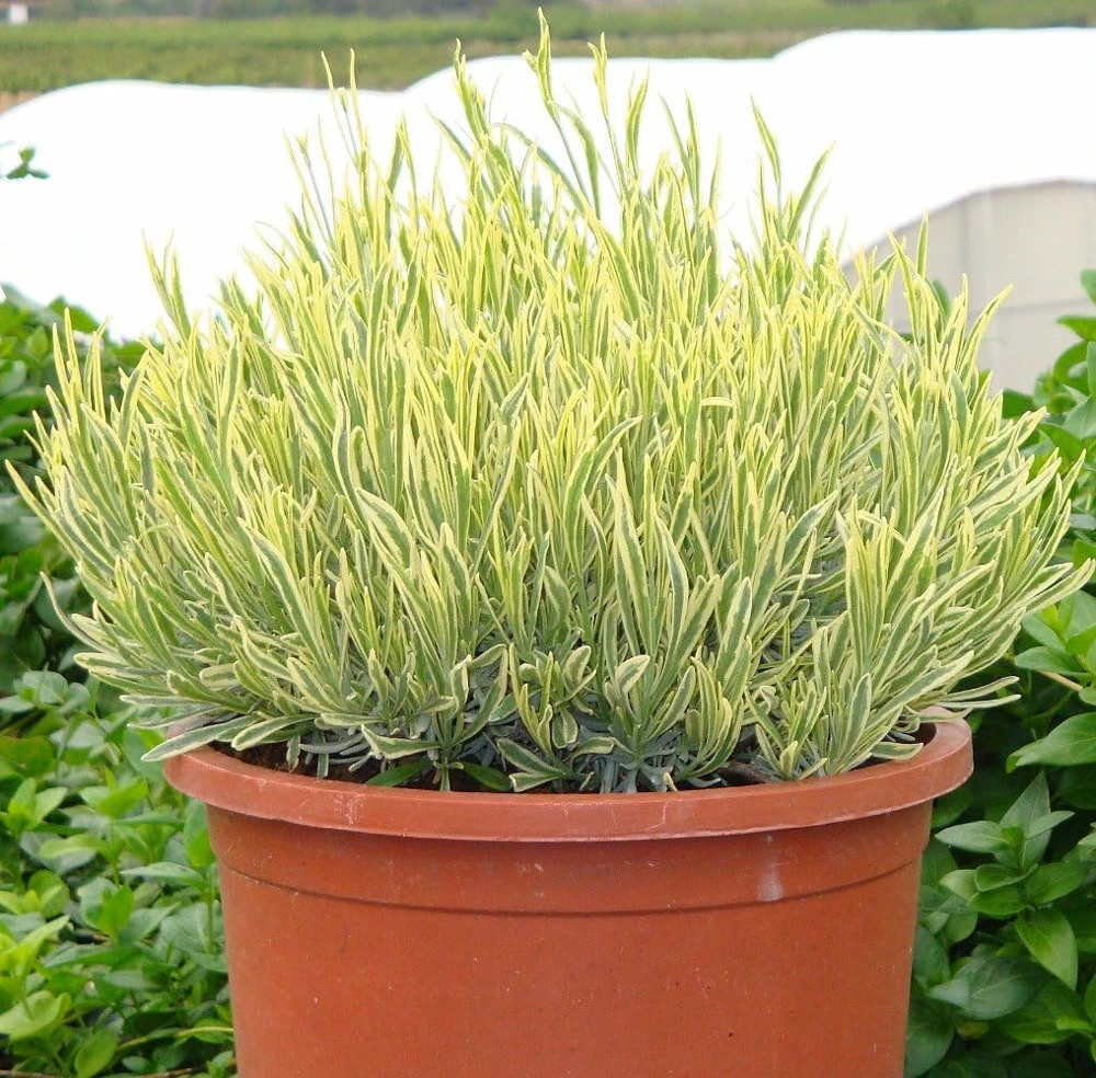 Platinum Blonde Lavender Herb Live Plant – Quart Pot – Perennial – Indoors/Out - Image 2