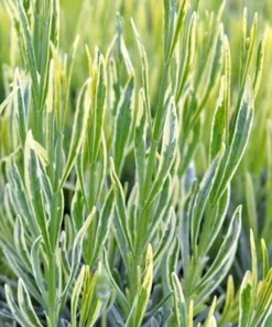 Platinum Blonde Lavender Herb Live Plant – Quart Pot – Perennial – Indoors/Out - Image 3