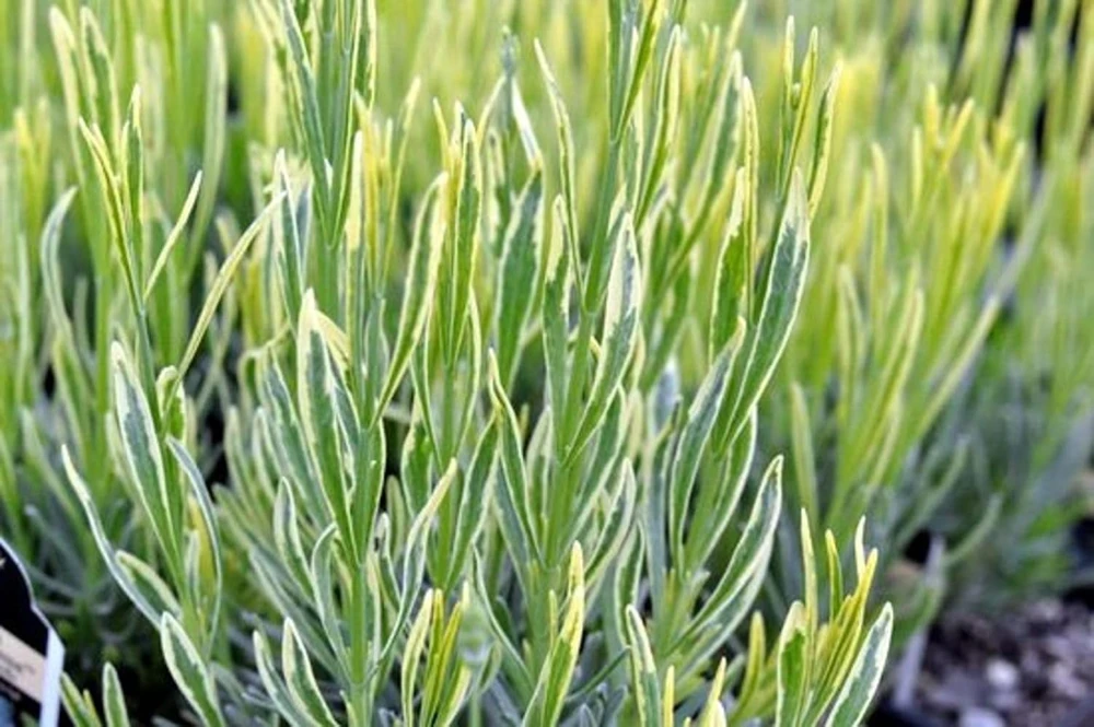 Platinum Blonde Lavender Herb Live Plant – Quart Pot – Perennial – Indoors/Out - Image 3