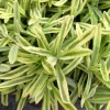 Platinum Blonde Lavender Herb Live Plant – Quart Pot – Perennial – Indoors/Out - Image 1