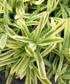 Platinum Blonde Lavender Herb Live Plant – Quart Pot – Perennial – Indoors/Out - Image 1