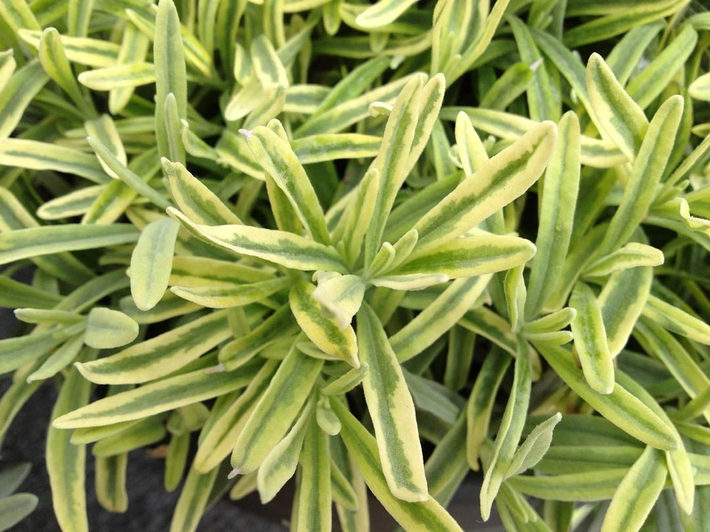 Platinum Blonde Lavender Herb Live Plant – Quart Pot – Perennial – Indoors/Out - Image 1