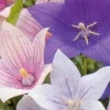 Platycodon Balloon Flower Seeds - 50 Perennial Seeds for Garden & Patio - Image 1