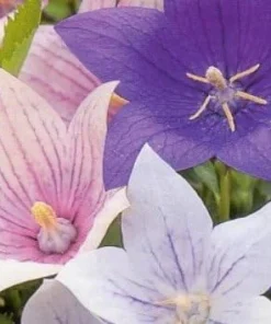 Platycodon Balloon Flower Seeds - 50 Perennial Seeds for Garden & Patio - Image 1