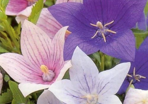 Platycodon Balloon Flower Seeds - 50 Perennial Seeds for Garden & Patio - Image 1