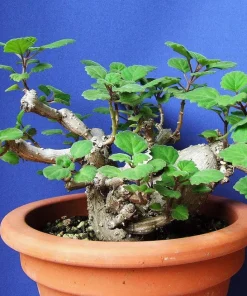 Plectranthus ernstii Live Plant – Swedish Ivy Bonsai – 2.5" Pot – Houseplant - Image 2