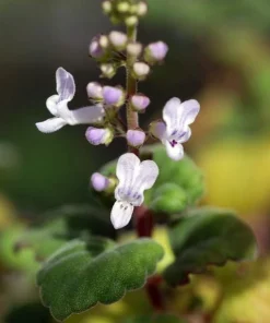 Plectranthus ernstii Live Plant – Swedish Ivy Bonsai – 2.5