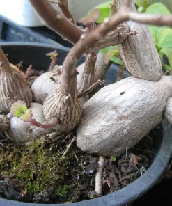 Plectranthus ernstii Live Plant – Swedish Ivy Bonsai – 2.5