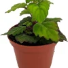 Plectranthus ernstii Live Plant – Swedish Ivy Bonsai – 2.5" Pot – Houseplant - Image 1