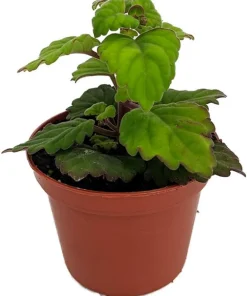 Plectranthus ernstii Live Plant – Swedish Ivy Bonsai – 2.5