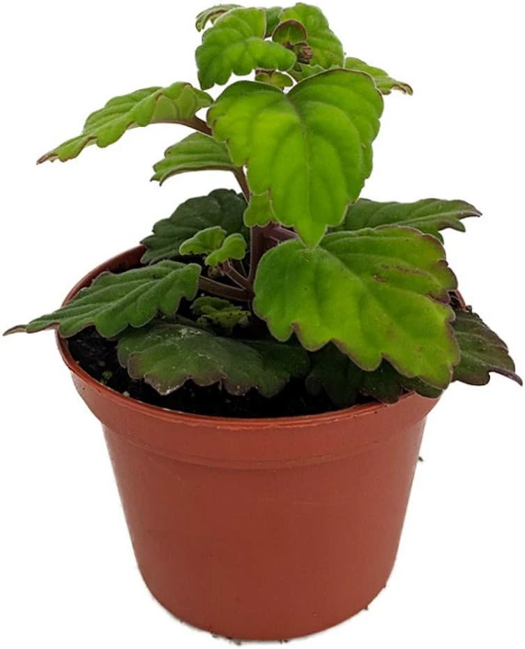 Plectranthus ernstii Live Plant – Swedish Ivy Bonsai – 2.5" Pot – Houseplant - Image 1