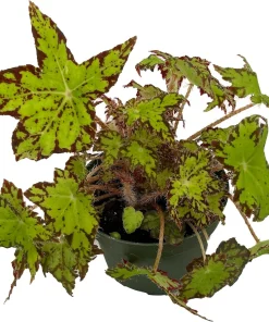 Ploe's Cleo Begonia Plant - 3.7" Pot - Easy House Plant - Image 2
