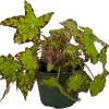 Ploe's Cleo Begonia Plant - 3.7" Pot - Easy House Plant - Image 1