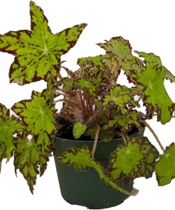 Ploe's Cleo Begonia Plant - 3.7