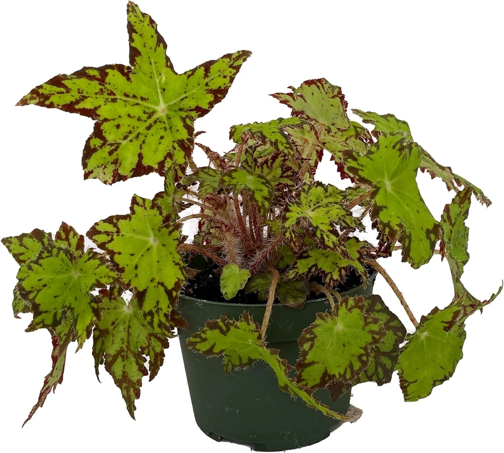 Ploe's Cleo Begonia Plant - 3.7" Pot - Easy House Plant - Image 1