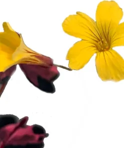 Plum Crazy Oxalis Live Plant – 2.5