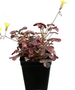 Plum Crazy Oxalis Live Plant – 2.5