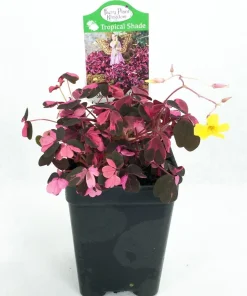 Plum Crazy Oxalis Live Plant – 2.5
