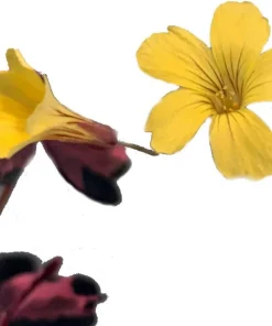 Plum Crazy Oxalis Live Plant – 2.5