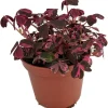 Plum Crazy Oxalis Live Plant – 2.5" Pot – Purple Variegated Edible Houseplant - Image 1