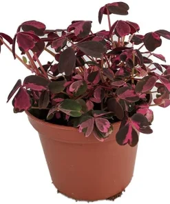 Plum Crazy Oxalis Live Plant – 2.5