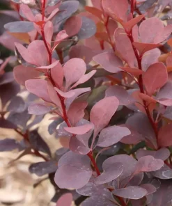 Plum Pillar Barberry Live Plant – Dark Purple Foliage Shrub – 4 inch Pot – Outdoor - Image 2