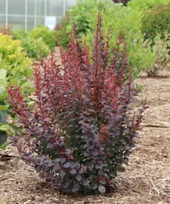 Plum Pillar Barberry Live Plant – Dark Purple Foliage Shrub – 4 inch Pot – Outdoor - Image 3