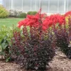 Plum Pillar Barberry Live Plant – Dark Purple Foliage Shrub – 4 inch Pot – Outdoor - Image 1