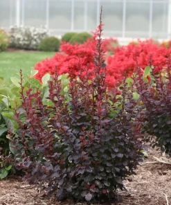 Plum Pillar Barberry Live Plant – Dark Purple Foliage Shrub – 4 inch Pot – Outdoor - Image 1