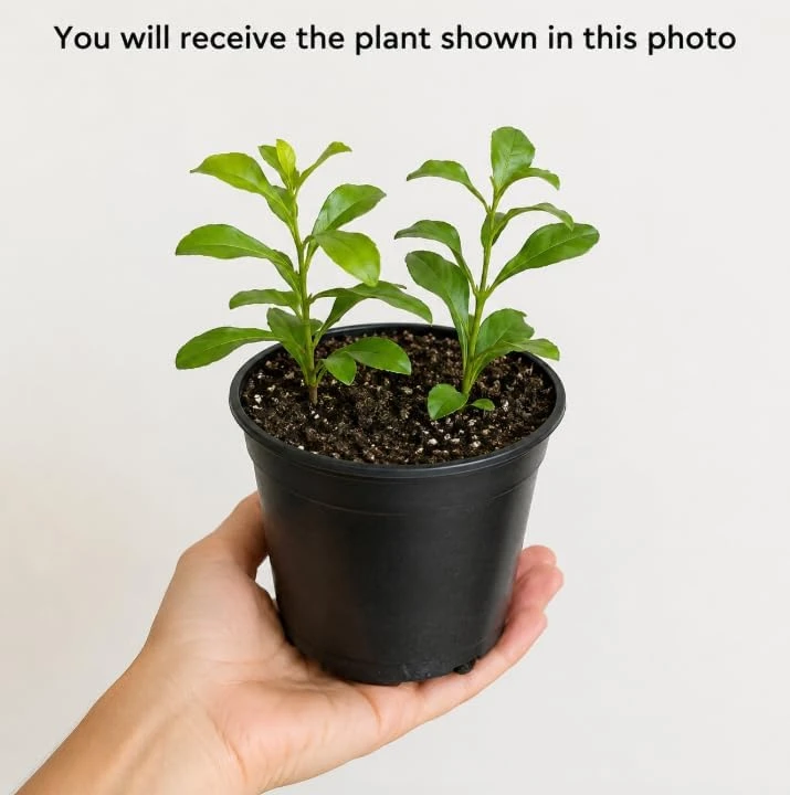 Plumbago Live Plants 2-Pack, 3-5 Inch Tall Blue Flower Shrub for Outdoor Garden - Image 2