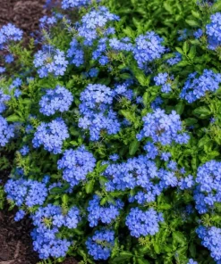 Plumbago Live Plants 2-Pack, 3-5 Inch Tall Blue Flower Shrub for Outdoor Garden - Image 3