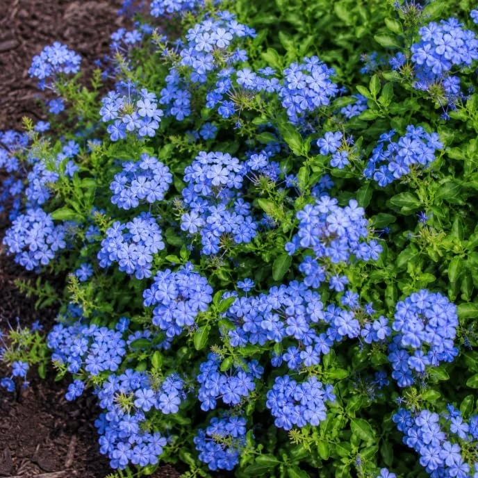 Plumbago Live Plants 2-Pack, 3-5 Inch Tall Blue Flower Shrub for Outdoor Garden - Image 3