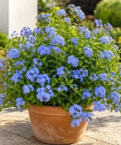 Plumbago Live Plants 2-Pack, 3-5 Inch Tall Blue Flower Shrub for Outdoor Garden - Image 4