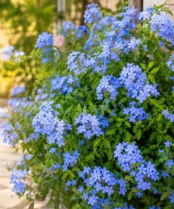 Plumbago Live Plants 2-Pack, 3-5 Inch Tall Blue Flower Shrub for Outdoor Garden - Image 5