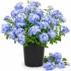 Plumbago Live Plants 2-Pack, 3-5 Inch Tall Blue Flower Shrub for Outdoor Garden - Image 1