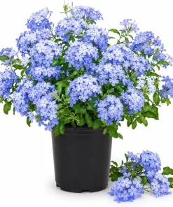 Plumbago Live Plants 2-Pack, 3-5 Inch Tall Blue Flower Shrub for Outdoor Garden - Image 1