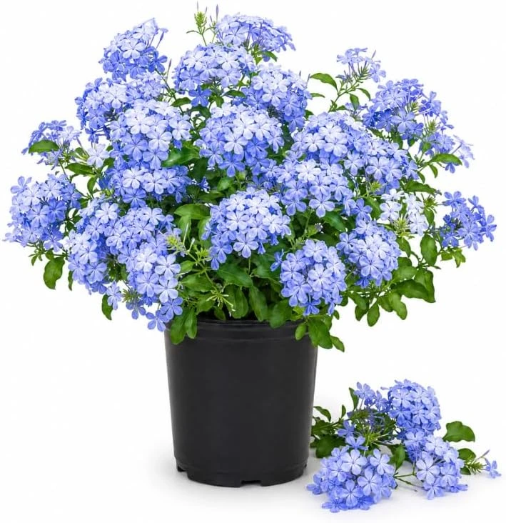 Plumbago Live Plants 2-Pack, 3-5 Inch Tall Blue Flower Shrub for Outdoor Garden - Image 1