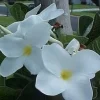 Plumeria Live Plant Cutting - Frangipani - Fragrant Flowers - 12-16 inch - Image 1