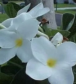 Plumeria Live Plant Cutting - Frangipani - Fragrant Flowers - 12-16 inch - Image 1