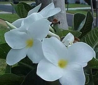 Plumeria Live Plant Cutting - Frangipani - Fragrant Flowers - 12-16 inch - Image 1