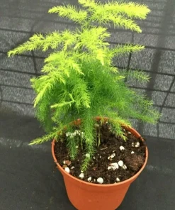 Plumosus Fern Live Plant – Asparagus setaceus – Rooted in 3 inch Pot – Indoor/Outdoor - Image 2