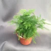 Plumosus Fern Live Plant – Asparagus setaceus – Rooted in 3 inch Pot – Indoor/Outdoor - Image 1